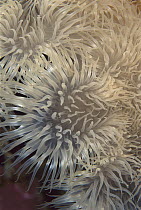 Frilled Sea Anemone (Metridium senile) group showing extended tentacles, Nova Scotia, Canada