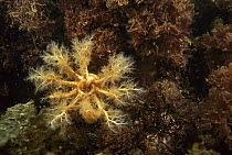 Orange-footed Sea Cucumber (Cucumaria frondosa) filter feeding, Nova Scotia, Canada