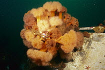 Frilled Sea Anemone (Metridium senile) group, Nova Scotia, Canada