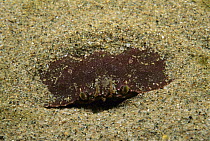 Atlantic Rock Crab (Cancer irroratus) hiding in sand, Nova Scotia, Canada
