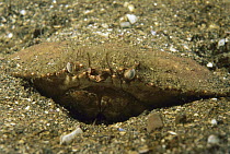 Jonah Crab (Cancer borealis) hiding in sand, Nova Scotia, Canada