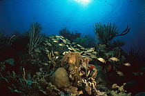 Coral reef scene with schooling Grunts (Haemulon sp), Bonaire, Caribbean