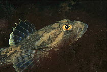 Long-spined Sculpin (Myoxocephalus octodecemspinosus) portrait, Nova Scotia, Canada