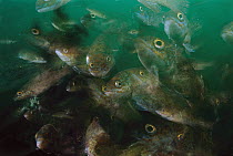 Cunner (Tautogolabrus adspersus) fish, multiexposed 16x, Nova Scotia, Canada