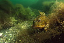 Shorthorn Sculpin (Myoxocephalus scorpius) resting on ocean floor, Nova Scotia, Canada