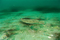Winter Flounder (Pleuronectes americanus) swimming, Nova Scotia, Canada
