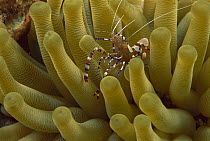 Spotted Cleaner Shrimp (Periclimenes yucatanicus) on anemone, Bonaire, Caribbean