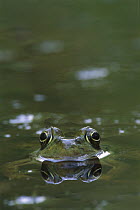 Northern Green Frog (Rana clamitans melanota) in pond, West Stony Lake, Nova Scotia, Canada