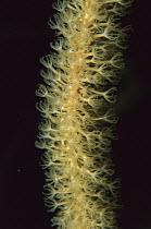 Octocoral close-up showing polyps extended to feed, Bonaire, Caribbean