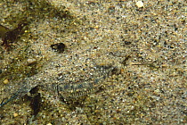 Winter Flounder (Pleuronectes americanus) juvenile camouflaged in sand, Nova Scotia, Canada