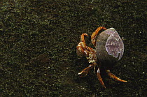 Hermit Crab (Paguroidea) on rock, Nova Scotia, Canada