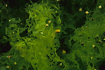 Sea Lettuce (Ulva lactuca) and small snails, Nova Scotia, Canada