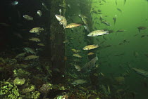 Cunner (Tautogolabrus adspersus) swimming amid pilings, Brier Island, Nova Scotia, Canada