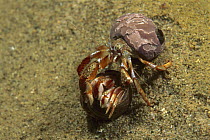 Acadian Hermit Crab (Pagurus acadianus) pair interacting, Nova Scotia, Canada