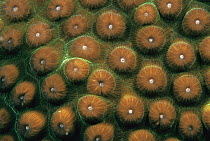 Coral polyp pattern, Bonaire, Caribbean