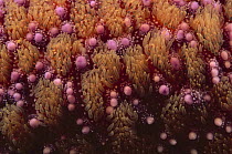 Northern Sea Star (Asterias vulgaris), detail of dorsal surface, Nova Scotia, Canada