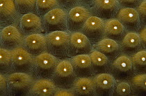 Coral polyp pattern, Bonaire, Caribbean