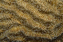 Coral pattern, Bonaire, Caribbean