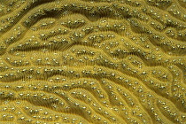 Coral pattern, Bonaire, Caribbean