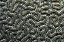 Brain Coral pattern, Bonaire, Caribbean