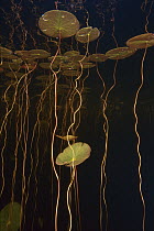 Fragrant Water Lily (Nymphaea odorata) leaves in pond, West Stoney Lake, Nova Scotia, Canada