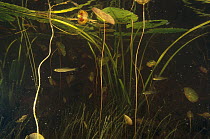 Freshwater fish in pond swimming amid stems of Fragrant Water Lilies (Nymphaea odorata), West Stoney Lake, Nova Scotia, Canada