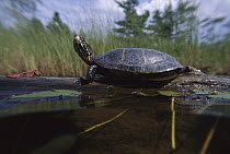 Painted Turtle (Chrysemys picta) sunbathing, West Stoney Lake, Nova Scotia, Canada