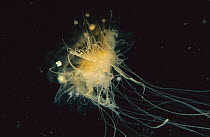 Jellyfish with invertebrate hitch-hikers, Nova Scotia, Canada