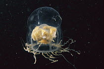 Constricted Jellyfish (Catablema vesicarium), Nova Scotia, Canada