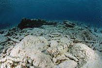 Lizardfish (Synodontidae) and dead coral reef, Bonaire, Caribbean