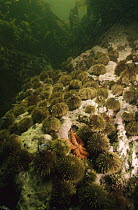 Green Sea Urchin (Strongylocentrotus droebachiensis) barren, caused by urchins eating all the kelp, Nova Scotia, Canada