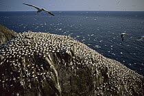 Northern Gannet (Morus bassanus) nesting colony, Cape St. Mary's Ecological Reserve, Newfoundland, Canada