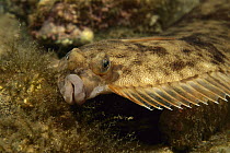 Winter Flounder (Pleuronectes americanus), Bay of Fundy, Nova Scotia, Canada