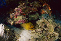 Yellow Moray (Gymnothorax prasinus) hiding in reef, Bonaire, Caribbean