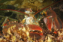 American Lobster (Homarus americanus), Bay of Fundy, Nova Scotia, Canada