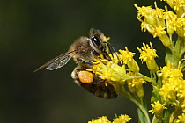 Honey Bee (Apis mellifera) gathering pollen with pollen baskets on legs, Annapolis Valley, Nova Scotia, Canada