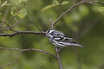 Black-and-white Warbler (Mniotilta varia) male, Maine