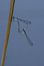 Civil Bluet (Enallagma civile) damselflies mating, Annapolis Royal, Nova Scotia, Canada