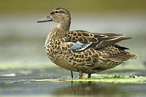 Blue-winged Teal (Anas discors) female standing in pond, Annapolis Royal, Nova Scotia, Canada