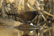 Common Grackle (Quiscalus quiscula) on pond edge holding egg shell, Belleisle Marsh, Annapolis Valley, Nova Scotia, Canada