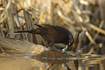 Common Grackle (Quiscalus quiscula) feeding on egg, Belleisle Marsh, Annapolis Valley, Nova Scotia, Canada