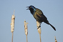 Common Grackle (Quiscalus quiscula) male calling from atop cattails, Belleisle Marsh, Annapolis Valley, Nova Scotia, Canada