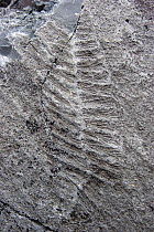 Ediacaran fossil (575 mya), Mistaken Point, Newfoundland and Labrador, Canada