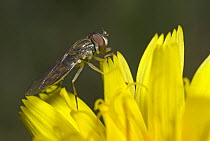 Hoverfly (Syrphidae) on Hawkweed (Hieracium sp), Annapolis Valley, Novia Scotia, Canada