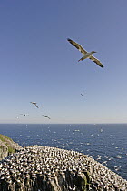 Northern Gannet (Morus bassanus) flying over nesting colony, Cape St. Mary's Ecological Reserve, Newfoundland and Labrador, Canada