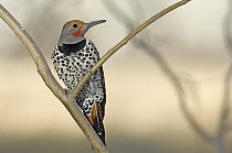 Gilded Flicker (Colaptes chrysoides) male, San Pedro Riparian National Conservation Area, Arizona
