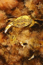 Common Shore Crab (Carcinus maenas), St. Margaret's Bay, Nova Scotia, Canada