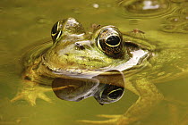 Northern Green Frog (Rana clamitans melanota), West Stony Lake, Nova Scotia, Canada
