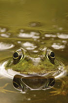 Northern Green Frog (Rana clamitans melanota), West Stony Lake, Nova Scotia, Canada