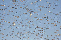 Great Black-backed Gull (Larus marinus) and Herring Gull (Larus argentatus) flock flying, Sheffield Mills, Annapolis Valley, Nova Scotia, Canada